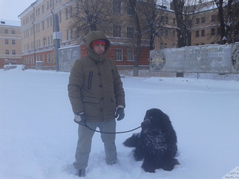 Фото: Vladimir Hachatryan (Владимир Хачатрян), ньюфаундленд Brownblood MSK Helfi Best Armani (Браунблад МСК Хелфи Бэст Армани)