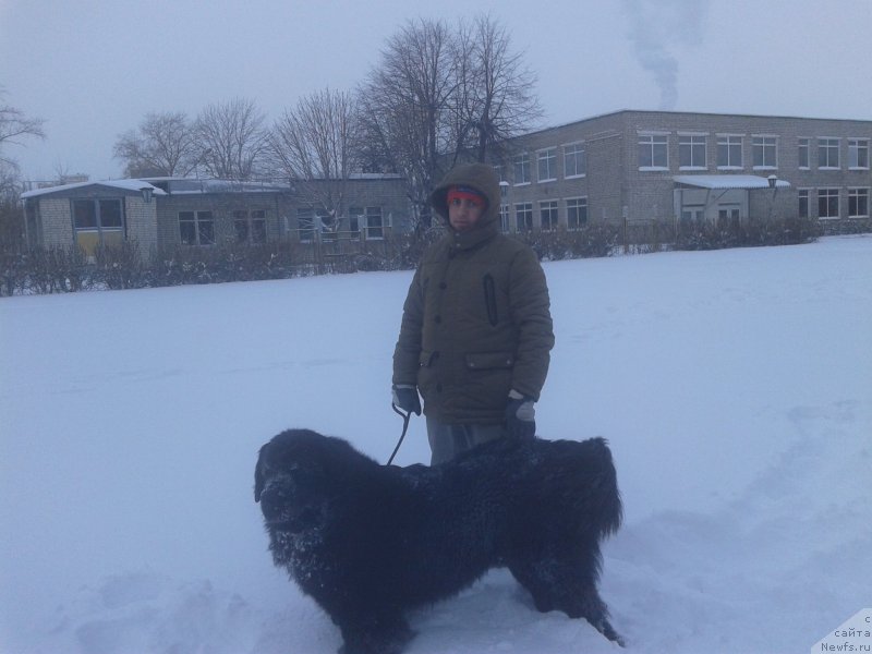 Фото: Vladimir Hachatryan (Владимир Хачатрян), ньюфаундленд Brownblood MSK Helfi Best Armani (Браунблад МСК Хелфи Бэст Армани)