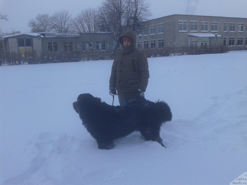 Фото: Vladimir Hachatryan (Владимир Хачатрян), ньюфаундленд Brownblood MSK Helfi Best Armani (Браунблад МСК Хелфи Бэст Армани)