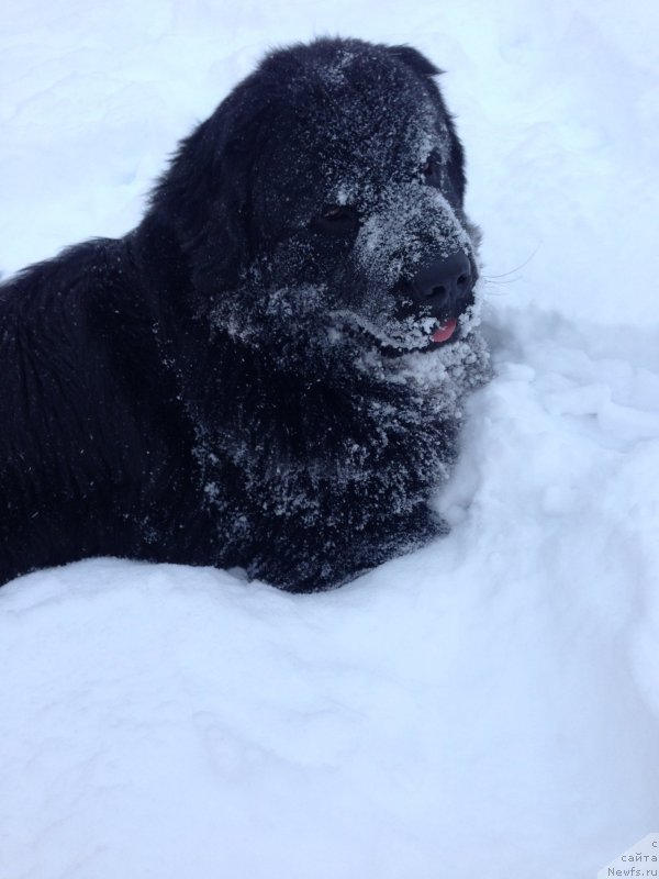 Фото: Vladimir Hachatryan (Владимир Хачатрян), ньюфаундленд Brownblood MSK Helfi Best Armani (Браунблад МСК Хелфи Бэст Армани)