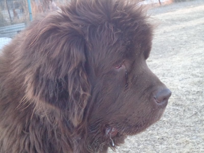 Фото: ньюфаундленд N'yufort YU'Severino (Ньюфорт Ю'Северино)