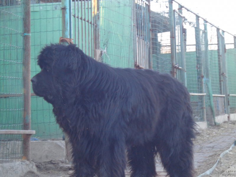 Фото: ньюфаундленд Super Premium Nao Del Trato (Супер Премиум Нао Дел Трато)