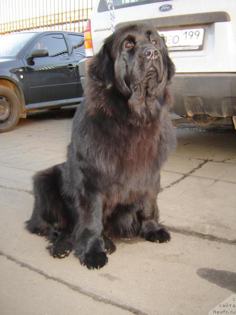 Фото: ньюфаундленд Myedjikal Oushen Gekata (Мэджикал Оушен Геката)