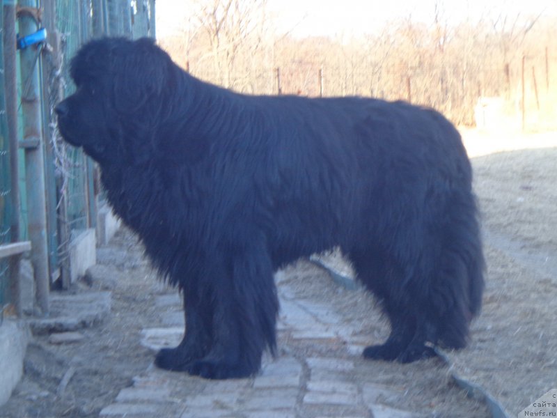 Фото: ньюфаундленд Super Premium Nao Del Trato (Супер Премиум Нао Дел Трато)