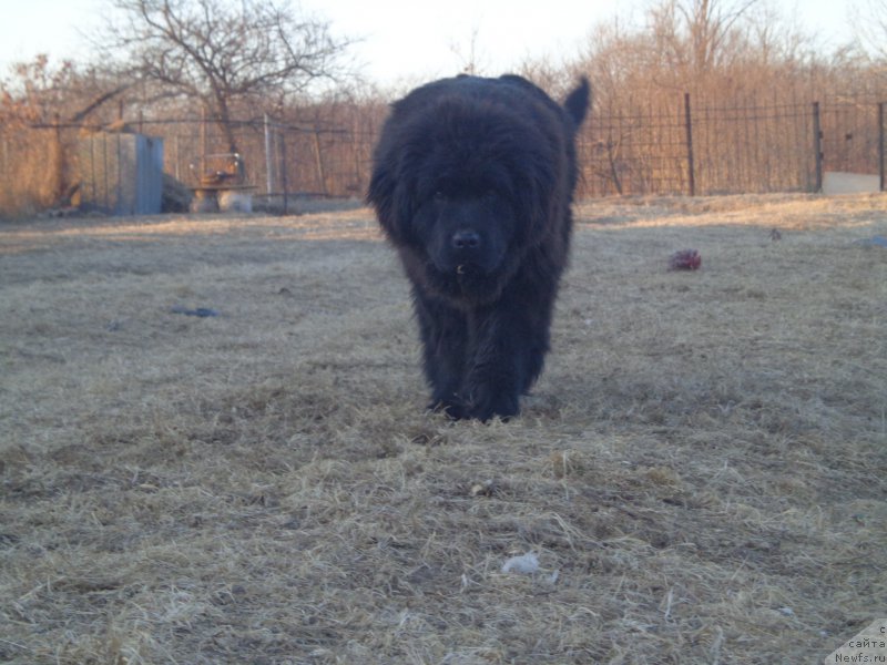 Фото: ньюфаундленд Super Premium Uolt Disneu (Супер Премиум Уолт Диснеу)