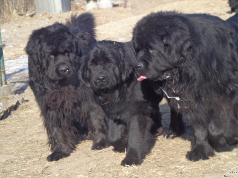 Фото: ньюфаундленд Super Premium Liniel Daylirring (Супер Премиум Линиэль Дайлиррин), ньюфаундленд Super Premium Nao Del Trato (Супер Премиум Нао Дел Трато), ньюфаундленд Viktorius Smayl (Викториус Смайл)