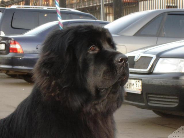 Фото: ньюфаундленд Myedjikal Oushen Gekata (Мэджикал Оушен Геката)