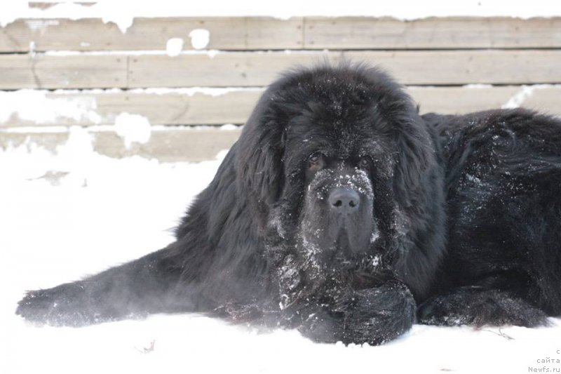 Фото: ньюфаундленд Fluffy Avalanch Excellent Choice (Флюфи Аваланч Экселлент Чоисе)