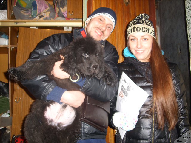 Фото: ньюфаундленд Brift Star N'yuton (Брифт Стар Ньютон)