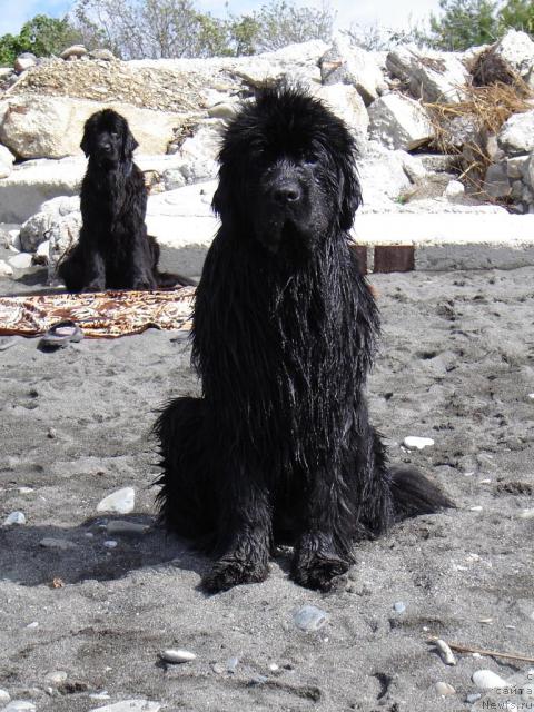 Фото: ньюфаундленд Djentli Bon iz Medvej'ego YAra (Джентли Бон из Медвежьего Яра), ньюфаундленд Sent Djons Jaklin (Сент Джонс Жаклин)
