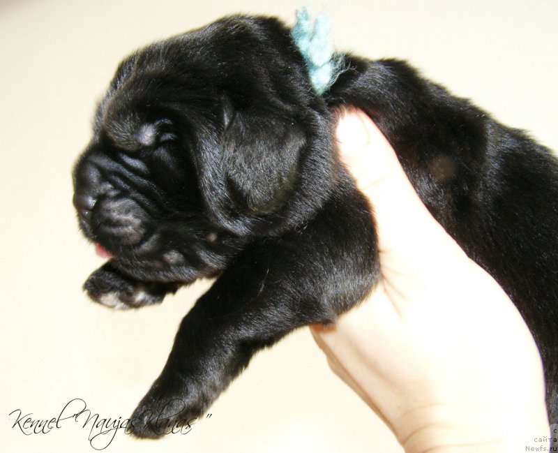 Фотография № 198945