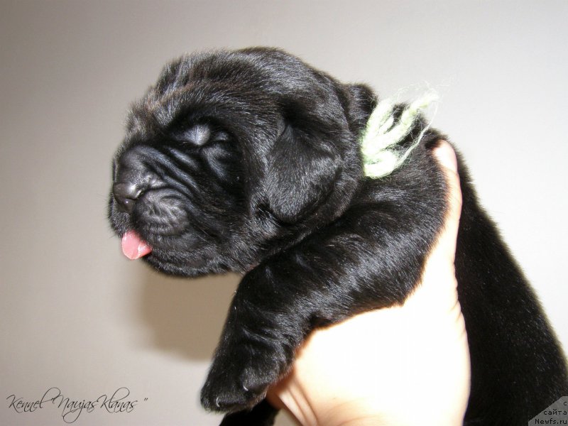 Фотография № 198948