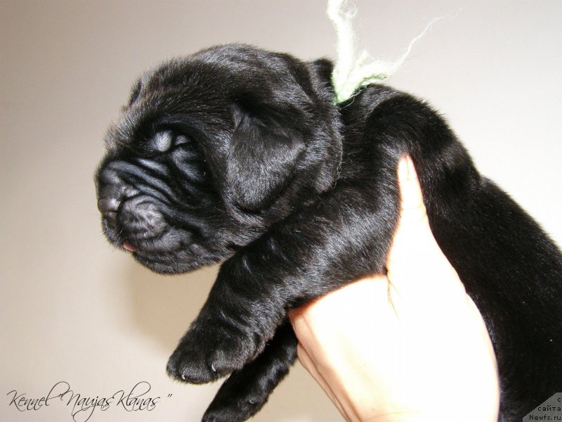 Фотография № 198949