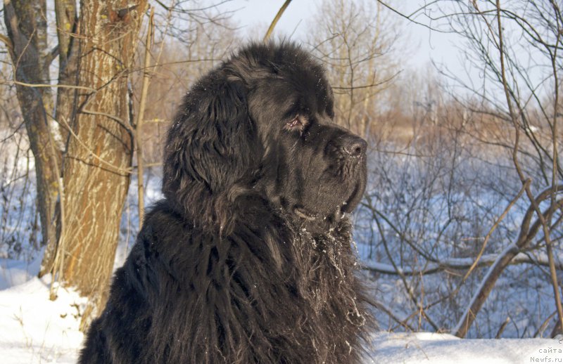 Фото: ньюфаундленд Fann'yuf Gendal'f Greyt (Фанньюф Гендальф Грейт)