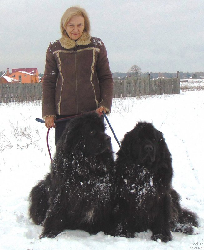Фото: ньюфаундленд Maryana Bolshoj Malysh (Марьяна Большой Малыш), ньюфаундленд Charivna Cherepashka Bolshoj Malysh (Чаривна Черепашка Большой Малыш)