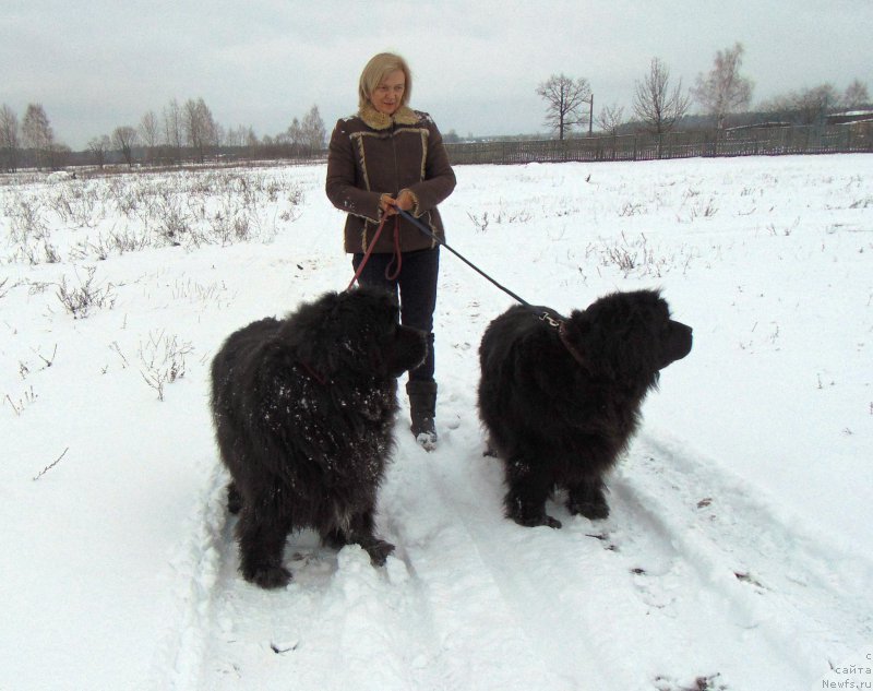 Фото: ньюфаундленд Maryana Bolshoj Malysh (Марьяна Большой Малыш), ньюфаундленд Charivna Cherepashka Bolshoj Malysh (Чаривна Черепашка Большой Малыш)