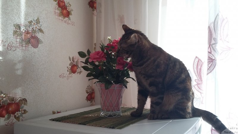 Фотография № 198963