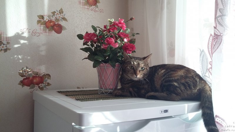 Фотография № 198964