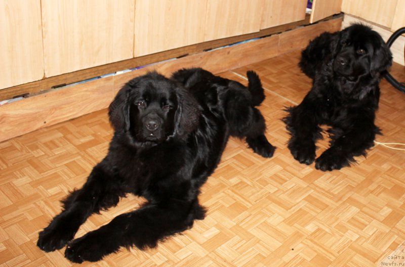 Фото: ньюфаундленд P'er Livi (Пьер Ливи), ньюфаундленд Russkaya Krasavica Nyura (Русская Красавица Нюра)