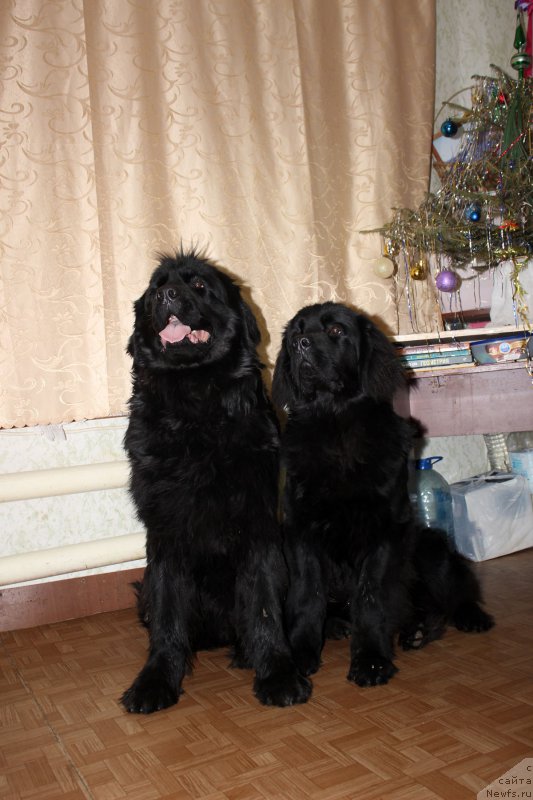 Фото: ньюфаундленд Russkaya Krasavica Nyura (Русская Красавица Нюра), ньюфаундленд P'er Livi (Пьер Ливи)