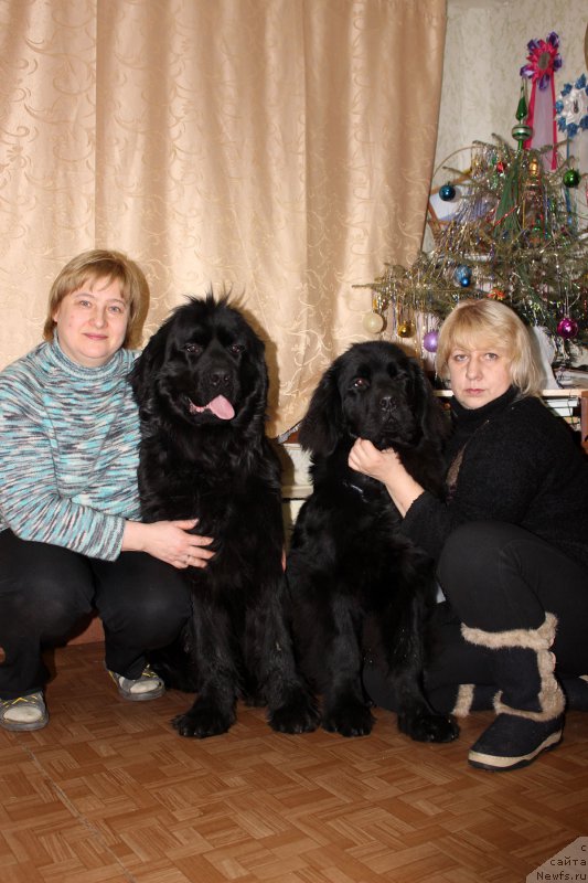 Фото: Elena Bajutina (Елена Бажутина), ньюфаундленд Russkaya Krasavica Nyura (Русская Красавица Нюра), ньюфаундленд P'er Livi (Пьер Ливи), Elena Kuzina (Елена Кузина)