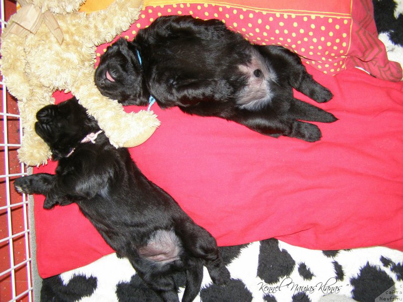 Фотография № 198986