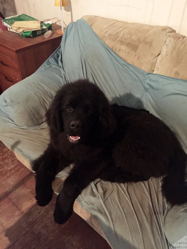 Фото: ньюфаундленд Prekrasnyiy Princ iz Kovrova (Прекрасный Принц из Коврова)