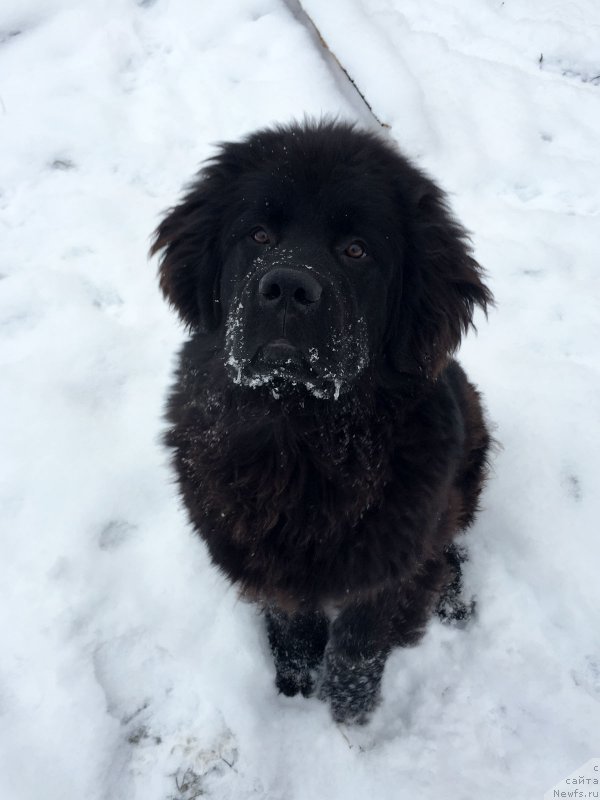 Фото: ньюфаундленд Prekrasnyiy Princ iz Kovrova (Прекрасный Принц из Коврова)