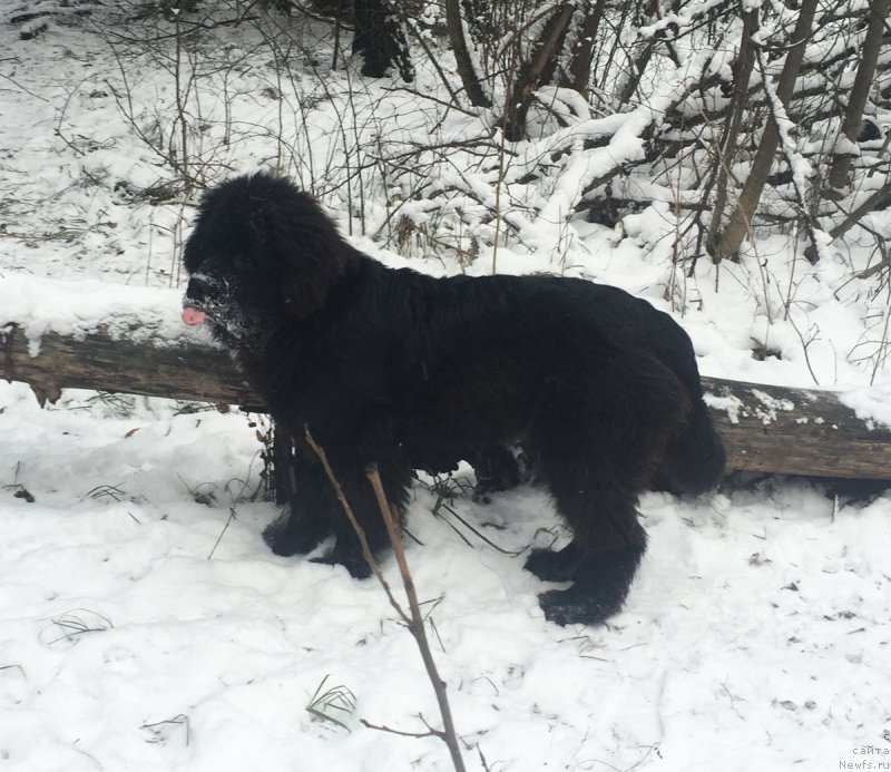 Фото: ньюфаундленд Prekrasnyiy Princ iz Kovrova (Прекрасный Принц из Коврова)