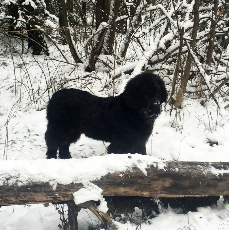 Фото: ньюфаундленд Prekrasnyiy Princ iz Kovrova (Прекрасный Принц из Коврова)