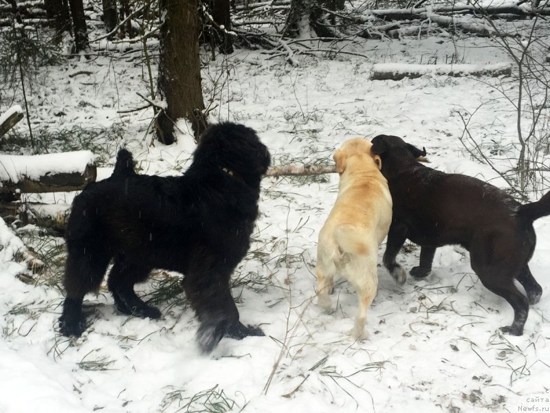 Фото: ньюфаундленд Prekrasnyiy Princ iz Kovrova (Прекрасный Принц из Коврова)