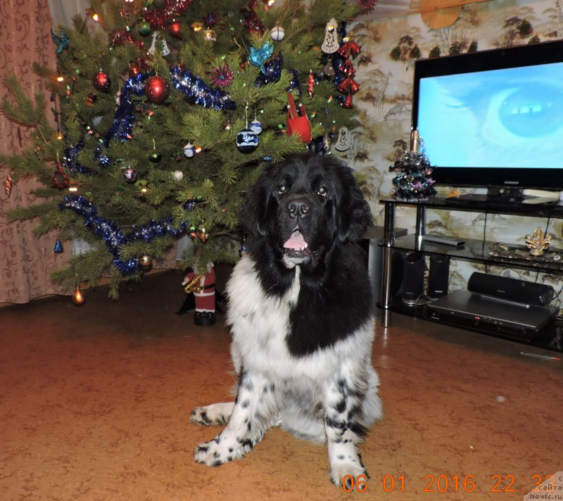 Фото: ньюфаундленд Skazochnaya Kroha SHampan' (Сказочная Кроха Шампань)