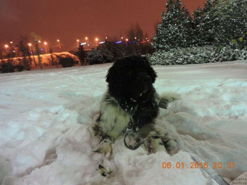 Фото: ньюфаундленд Skazochnaya Kroha SHampan' (Сказочная Кроха Шампань)