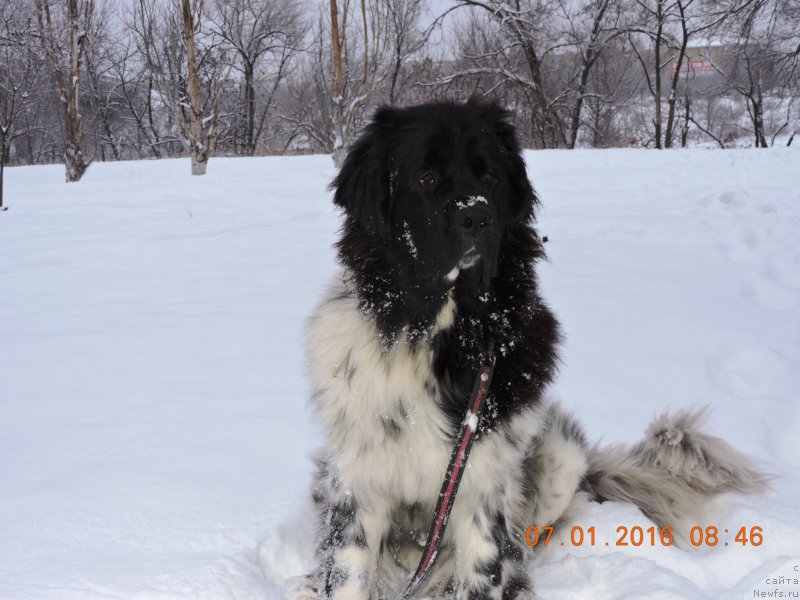 Фото: ньюфаундленд Skazochnaya Kroha SHampan' (Сказочная Кроха Шампань)