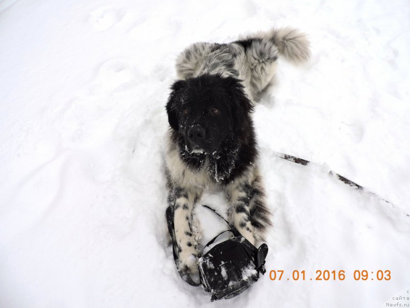 Фото: ньюфаундленд Skazochnaya Kroha SHampan' (Сказочная Кроха Шампань)