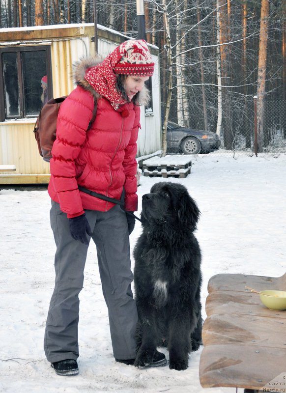 Фото: ньюфаундленд Beguschaya po Volnam Antidot (Бегущая по Волнам Антидот)