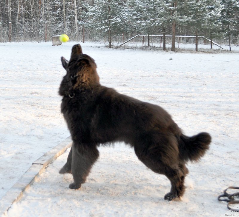 Фотография № 199006