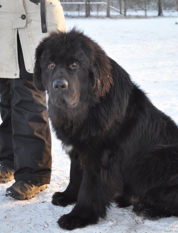 Фото: ньюфаундленд Beguschaya po Volnam Viceroy (Бегущая по Волнам Вицерой)