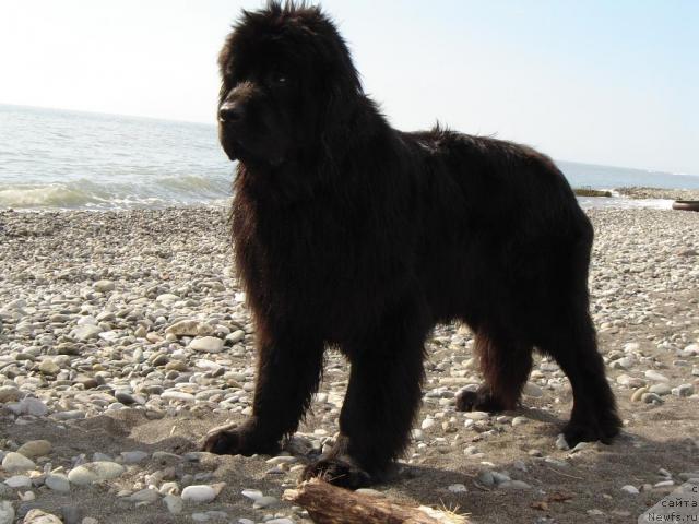 Фото: ньюфаундленд Djentli Bon iz Medvej'ego YAra (Джентли Бон из Медвежьего Яра)