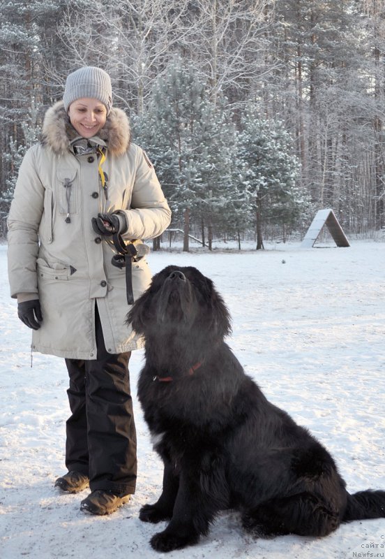 Фото: ньюфаундленд Beguschaya po Volnam Viceroy (Бегущая по Волнам Вицерой)