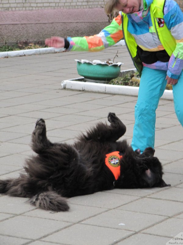 Фото: ньюфаундленд Melty Wave Marine Tifeya (Мелти Вейв Марин Тифея)