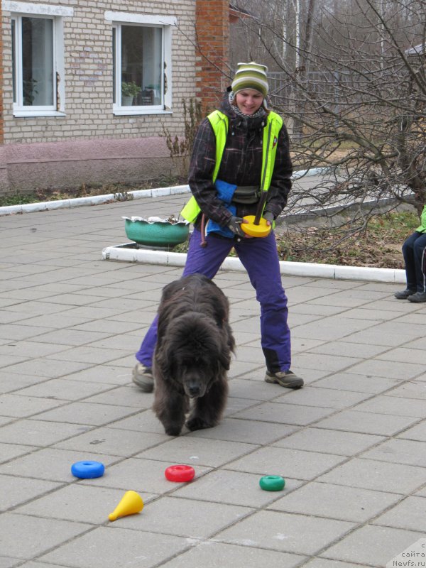 Фото: ньюфаундленд Dyurbahler Klab Al'faretta Vin'etta (Дюрбахлер Клаб Альфаретта Виньетта), Anastasiya Kireeva (Анастасия Киреева)
