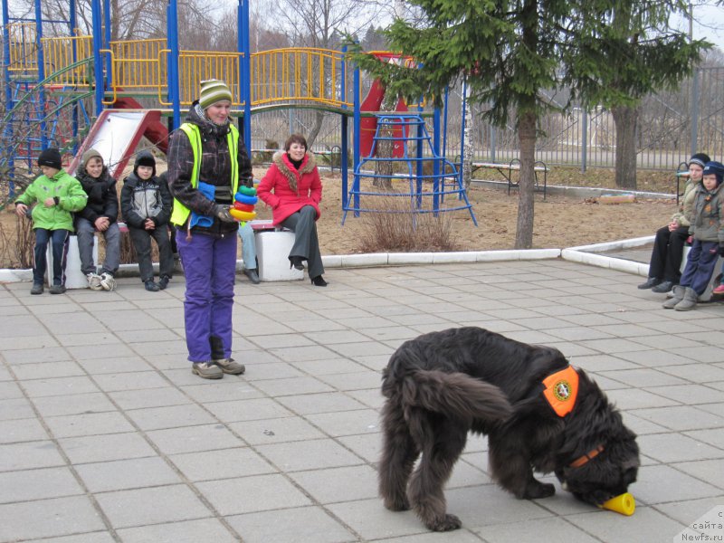 Фото: ньюфаундленд Dyurbahler Klab Al'faretta Vin'etta (Дюрбахлер Клаб Альфаретта Виньетта), Anastasiya Kireeva (Анастасия Киреева)