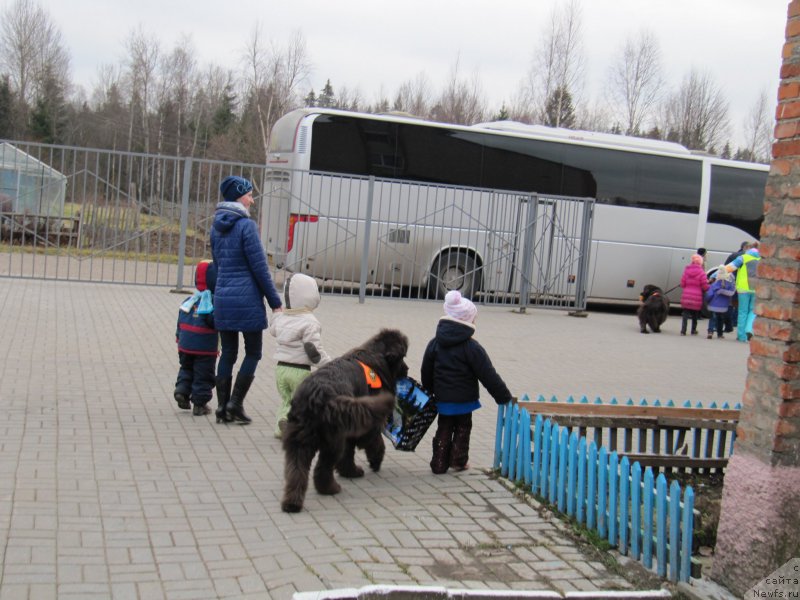 Фото: ньюфаундленд Dyurbahler Klab Al'faretta Vin'etta (Дюрбахлер Клаб Альфаретта Виньетта)