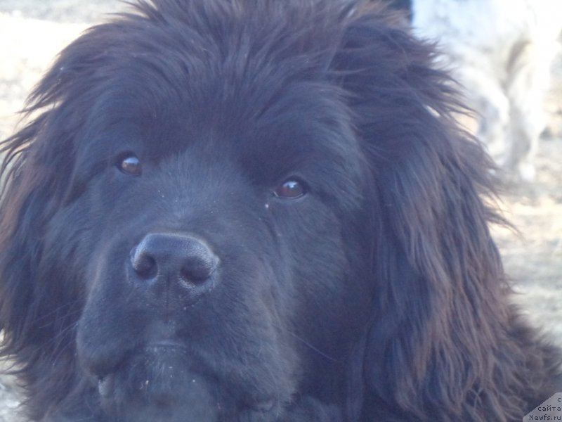 Фото: ньюфаундленд Super Premium Uolt Disneu (Супер Премиум Уолт Диснеу)