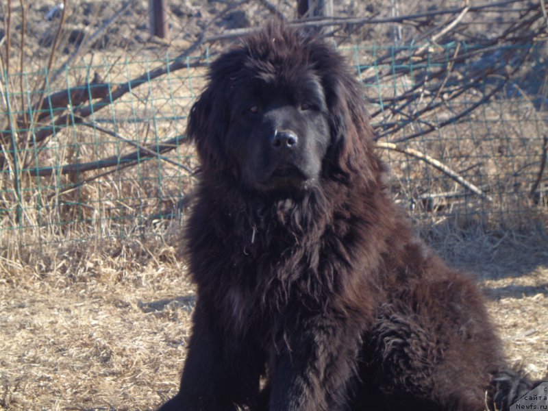 Фото: ньюфаундленд Super Premium Uolt Disneu (Супер Премиум Уолт Диснеу)