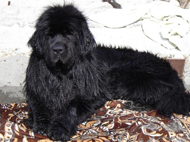 Фото: ньюфаундленд Djentli Bon iz Medvej'ego YAra (Джентли Бон из Медвежьего Яра)