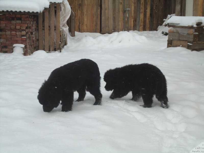 Фотография № 199051