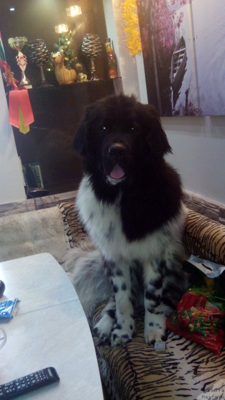 Фото: ньюфаундленд Skazochnaya Kroha SHampan' (Сказочная Кроха Шампань)