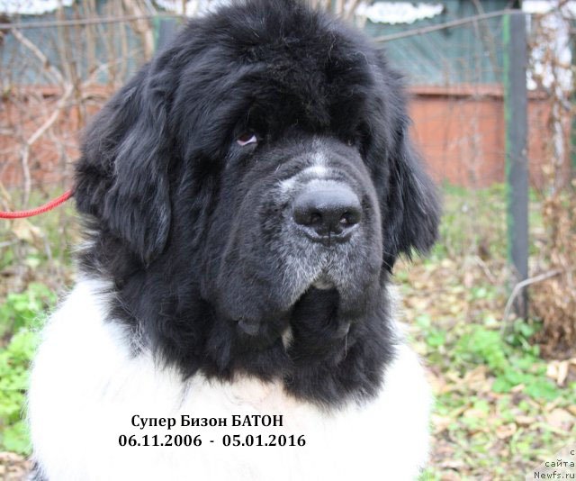 Фото: ньюфаундленд Super Bizon Baton (Супер Бизон Батон)